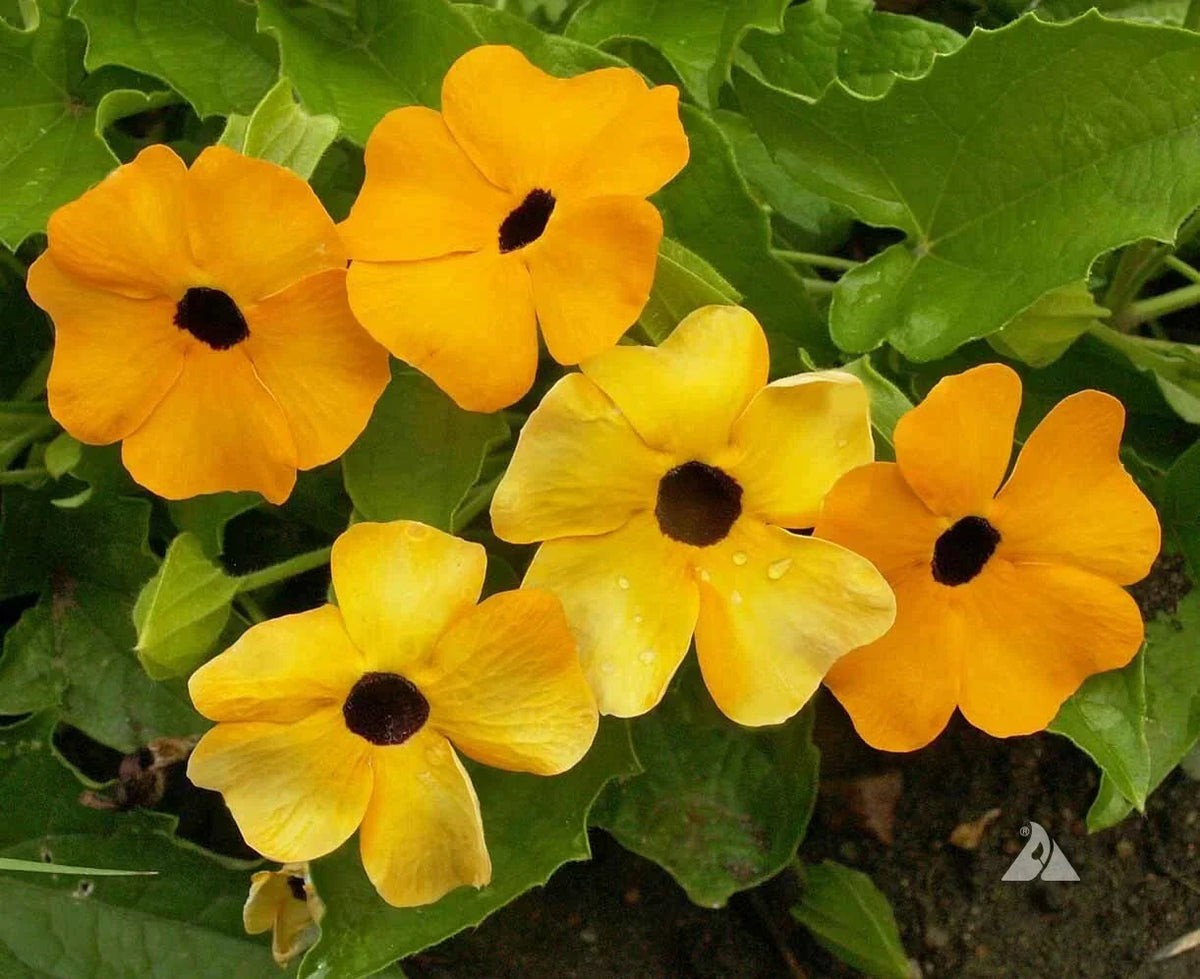 Black Eyed Susan Vine Seeds - 50 Non-GMO Mixed Color Seeds, Thunbergia alata, Tender Perennial, Ideal for Pollinators