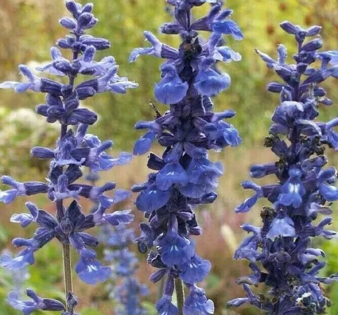 Blue Sage Flower Seeds 200+ Pack | Salvia farinacea | Ornamental Garden Plant Seeds for Pollinators