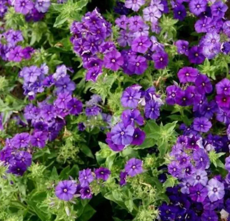 Phlox Seeds 100 Non-GMO Beauty Blue Dwarf Variety Phlox paniculata Rare Blue Blooms Pollinator Attractor