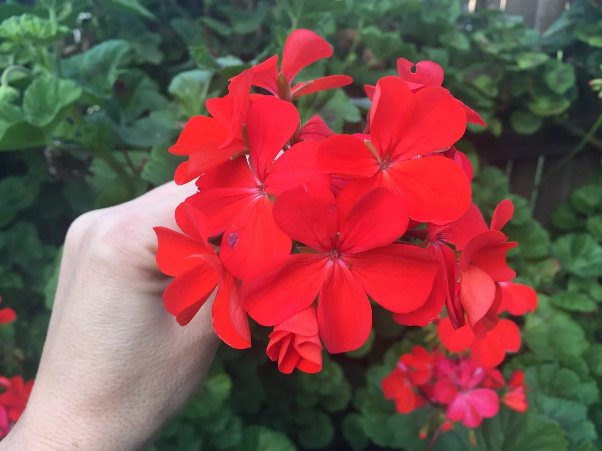 Orange Red Pelargonium Zonal Geranium Starter Cuttings 4"x6" - Pelargonium zonale - Vibrant Blooms for Indoor or Garden Use