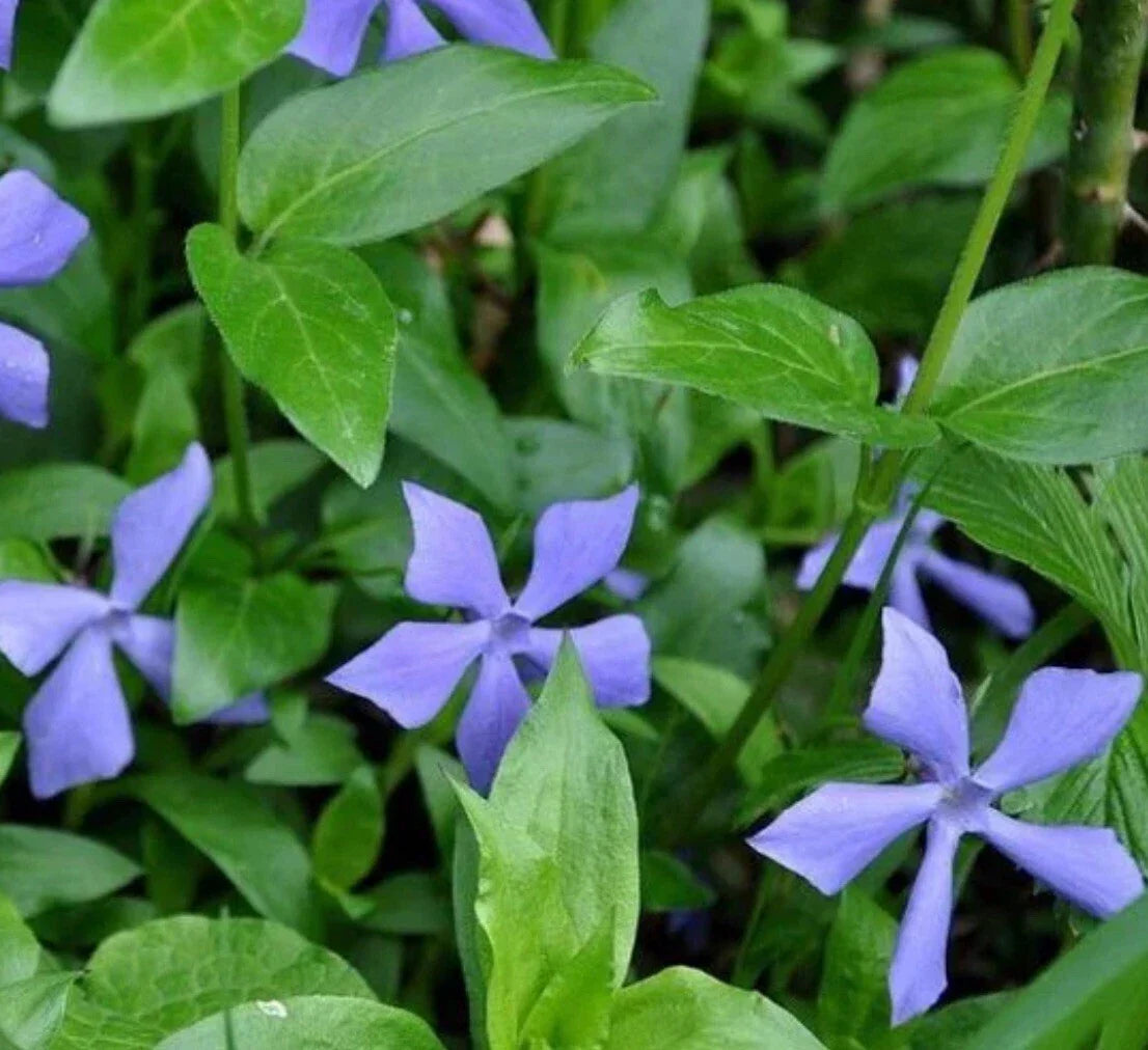25+ Vinca Minor Periwinkle Live Plants - Creeping Myrtle Ground Cover - Purple Flowers - Perfect for CT Gardens