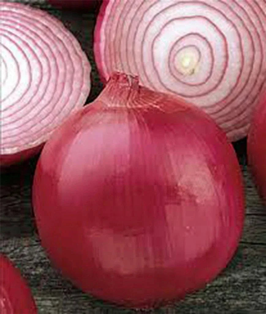 Burgundy Red Onion Seeds, 100 Non-GMO Heirloom Seeds, Short Day Variety, Allium cepa, Ideal for Home Garden