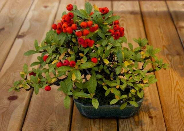 Bonsai Firethorn Tree Seeds - 50 Seeds - Pyracantha Coccinea - Drought-Resistant Ornamental Plant for Garden and Indoors