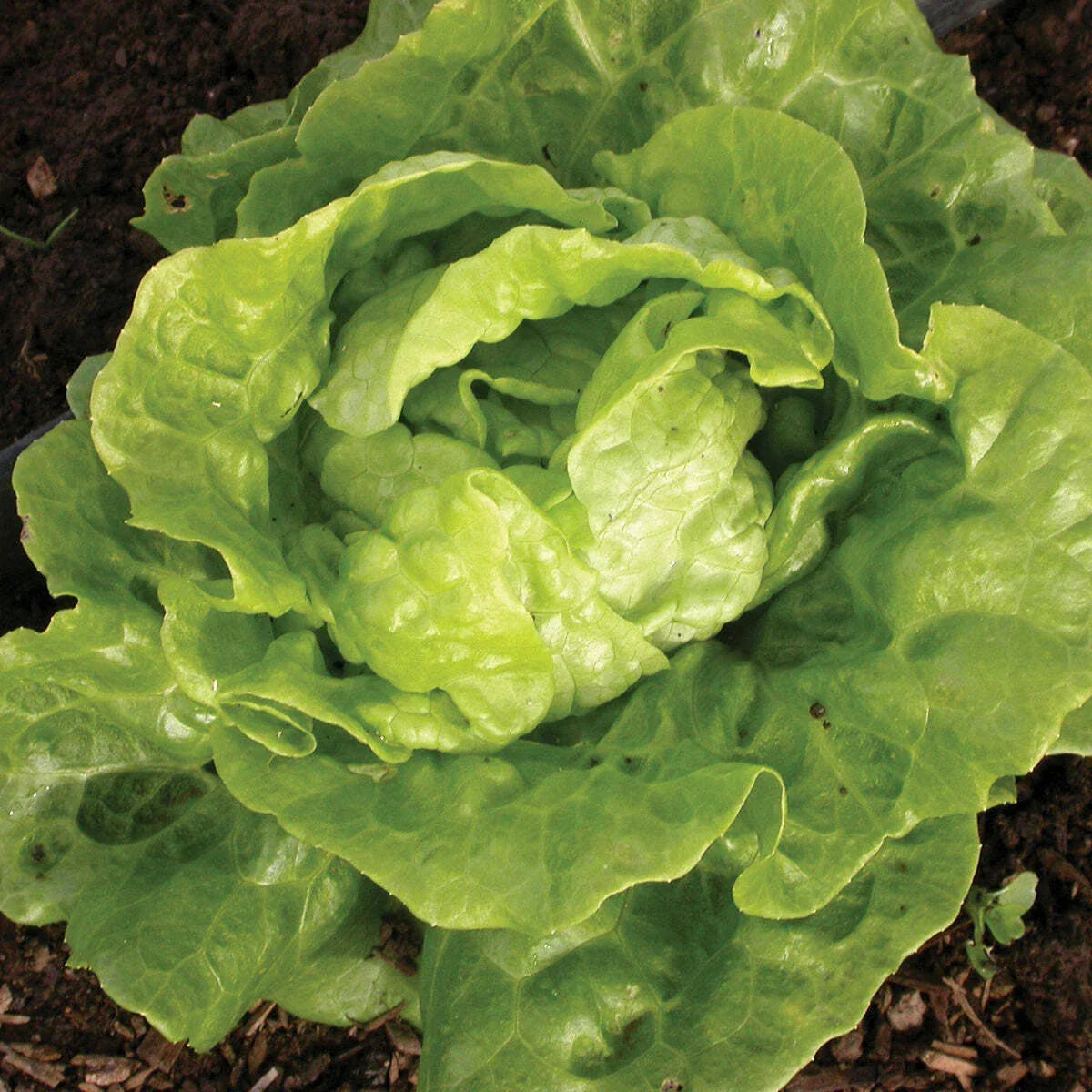Tom Thumb Lettuce Seeds 600+ Non-GMO Vegetable Seeds Lactuca Sativa for Container Gardening, Fresh Greens