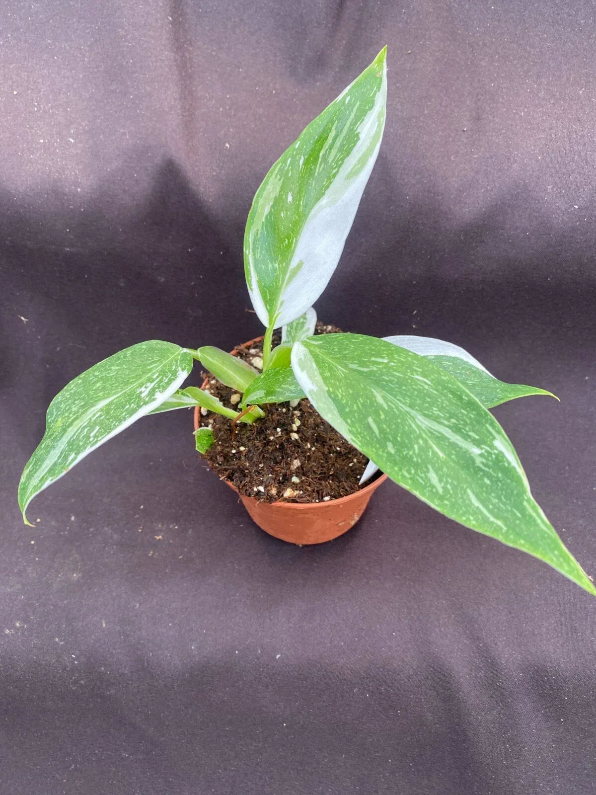 Philodendron White Wizard Live Plant 3" Pot - Variegated Foliage, Low Maintenance, Philodendron hederaceum 'White Wizard'