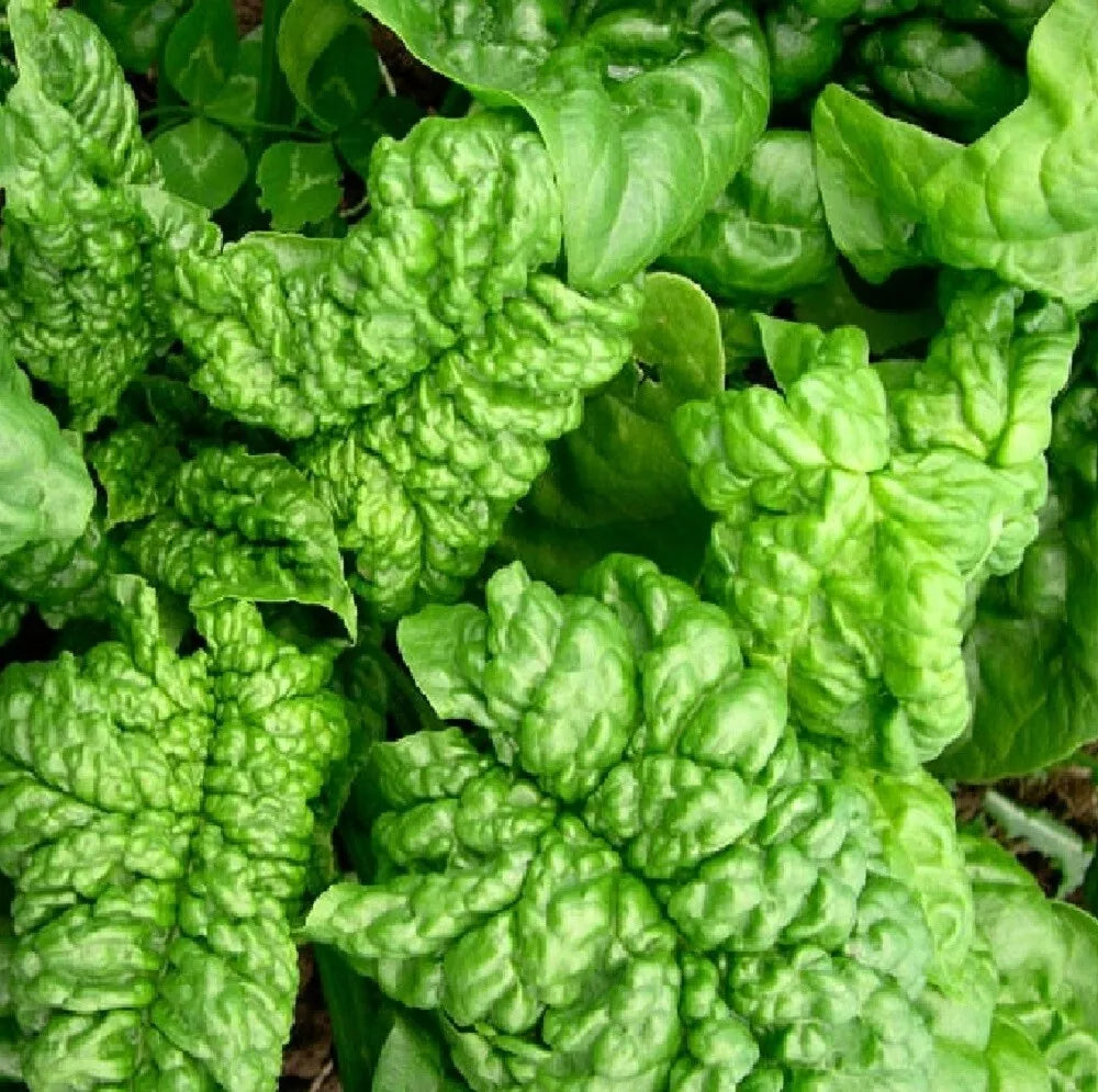 Bloomsdale Long Standing Spinach Seeds | Heirloom NON-GMO | Spinacia oleracea | Dark Green Crinkly Leaves | 200 Seeds