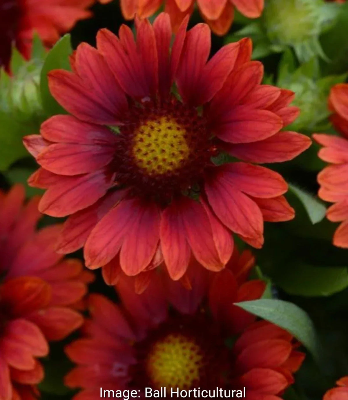 Gaillardia Mesa Red Starter Plants - 4 Baby Plugs, Rich Red Flowers, Gaillardia x grandiflora, Zones 5-9