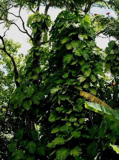 Giant Hawaiian Green Pothos Cuttings (5) 6-8" - Devil's Ivy - Epipremnum aureum - Indoor Plant Propagation