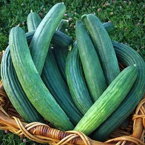 Armenian Dark Green Cucumber Seeds | Heirloom Non-GMO | Cucumis sativus | Vegetable Gardening Seeds - 1057 Variety