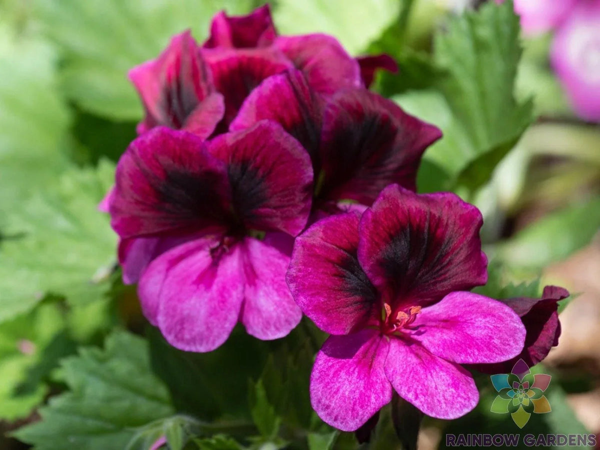 Martha Washington Regal Geranium Seeds - 25+ Non-GMO Seeds - Pelargonium domesticum - Vibrant Pink, Red, White Blooms