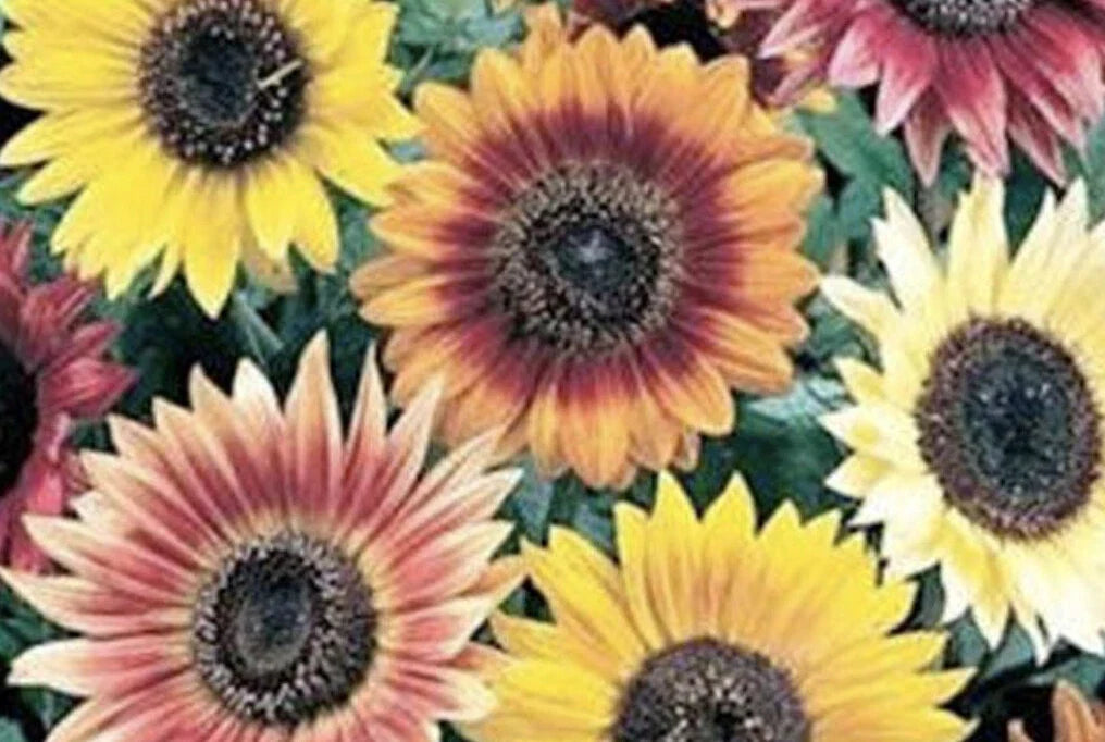 Sunflower Seeds - 35 Count Autumn Beauty Mix - Helianthus annuus - Vibrant Colors for Garden and Arrangements