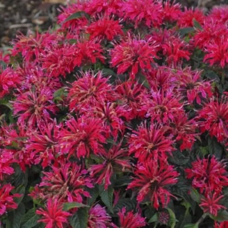 Cherry Pops Bee Balm Seeds 100 Count - Monarda didyma - Hummingbird Attracting Perennial Flower Seeds
