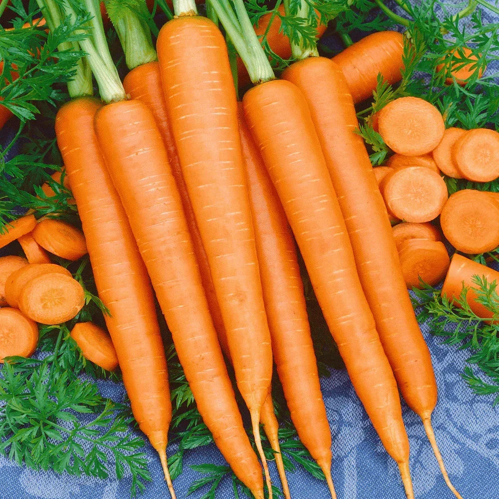 Tendersweet Carrot Seeds - 200 Count - Coreless Orange Variety - Daucus carota - Ideal for USA Home Gardens