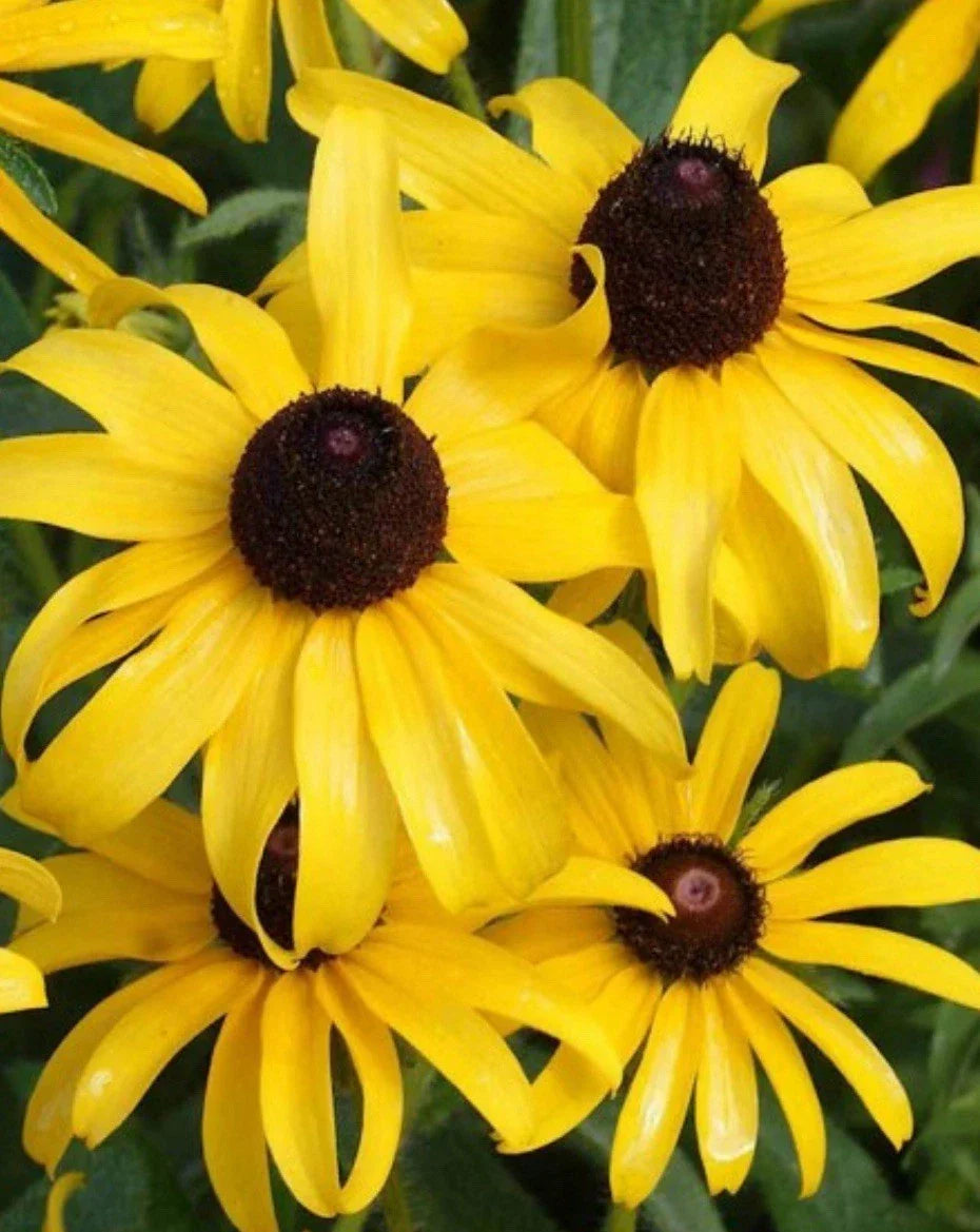 Black Eyed Susan Seeds - 10,000 Non-GMO GOLDILOCKS - Rudbeckia hirta - Double Bloom Yellow Flowers