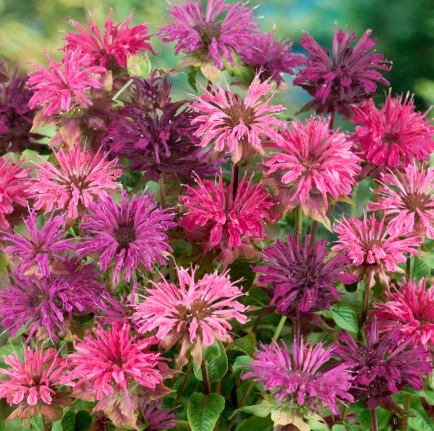 Bee Balm Seeds - 90 Non-GMO Seeds - Mixed Colors - Monarda Didyma - Attracts Hummingbirds - Perennial Garden Plant