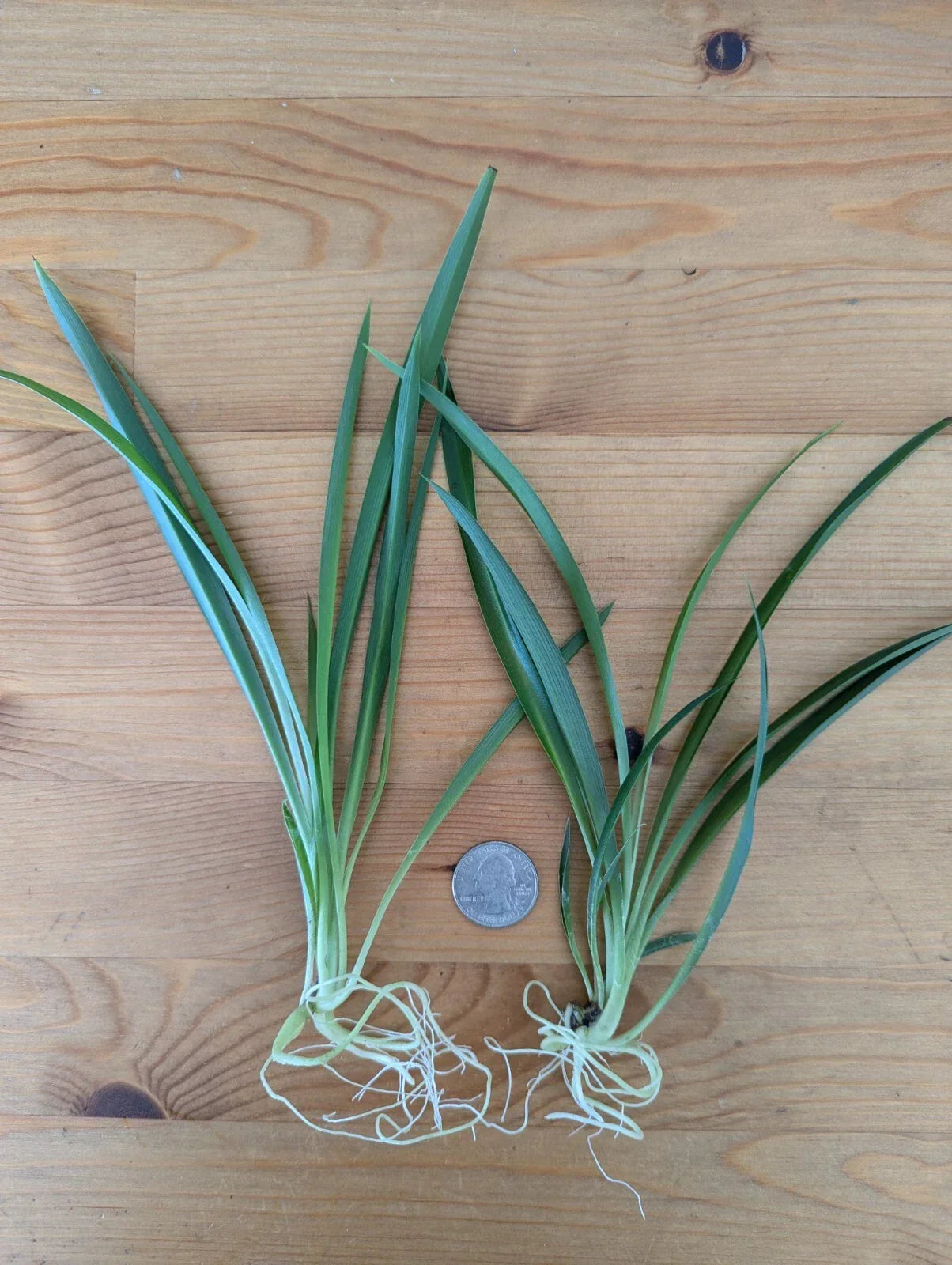 Live Green Spider Plant Cuttings - 5 Rooted Pups - Non-Variegated - Chlorophytum comosum - Indoor Air Quality Booster