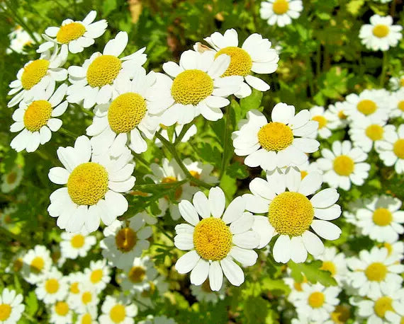 Roman Chamomile Seeds - 100 Seeds - Calming Herb for Sleep - Chamaemelum nobile - Low-Maintenance Perennial Plant