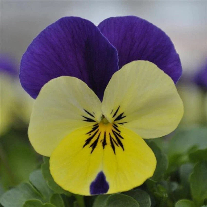 Viola Seeds 50 Count Quicktime Lemon Jump Up Bright Yellow Flowers (Viola × wittrockiana) for Garden and Container Gardening