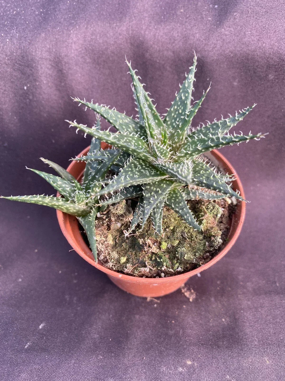 Dwarf Aloe Plant 3" Pot Aloe haworthioides Succulent Low Maintenance Indoor Plant Perfect for Home Decor