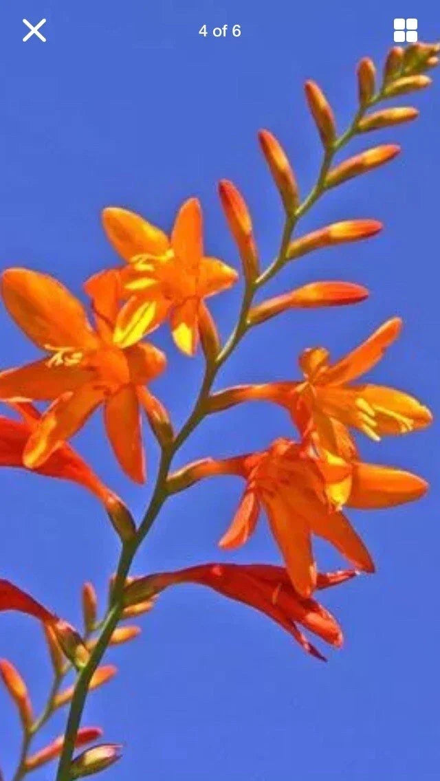 Live Crocosmia Bulbs - 15 Pack - Bright Orange Flowering Perennial - Crocosmia Masoniorum - Zones 6-9