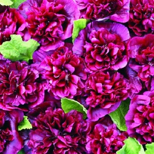 Double Blackberry Hollyhock Seeds - 25 Perennial Flower Seeds - Alcea rosea - Deep Blackberry Blooms - US Seller