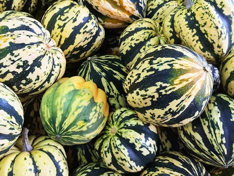 Carnival Squash Seeds - 25+ Pack - Heirloom Cucurbita pepo - Non-GMO for Home Gardening - USA