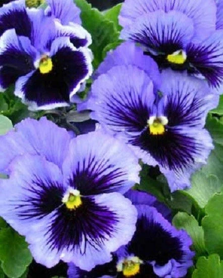 Pansy Seeds - 50 Count Frizzle Sizzle Blue - Viola tricolor Flower Seeds for Garden Planting