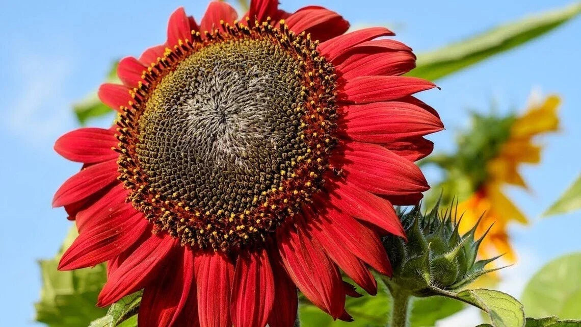 Red Sunflower Seeds - 25+ Heirloom Non-GMO - Helianthus annuus - Unique Deep Red Petals for Gardens and Cut Flowers