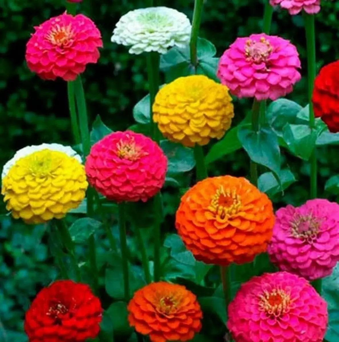 Zinnia Seeds 200+ Count Assorted Colors Cut and Come Again Zinnia elegans - Attracts Butterflies & Hummingbirds