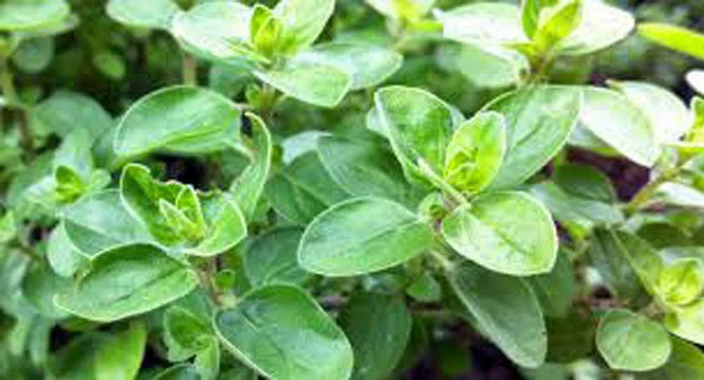 Sweet Marjoram Seeds, 100 Count, Heirloom NON-GMO Herb for Culinary Use, Origanum majorana