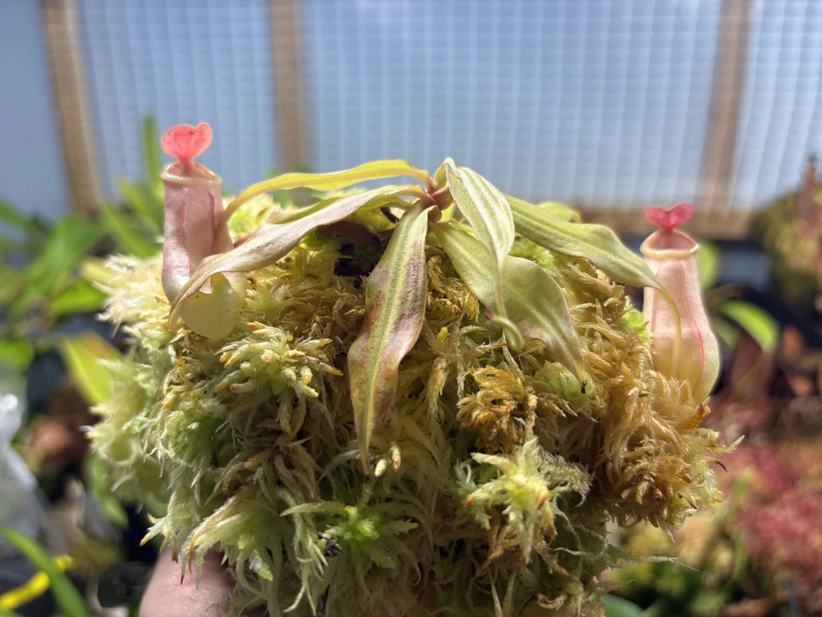 Tropical Pitcher Plant - 4-Inch Live Nepenthes mirabilis - Exotic Carnivorous Plant for Indoor Gardening and Terrariums