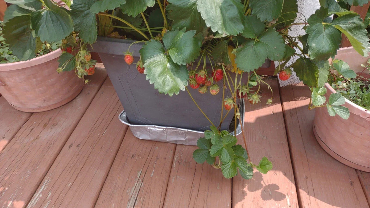 Strawberry Plants 12-Pack Bare Root Extra Large Sweet Berries Fragaria × ananassa High Yield Garden Roots