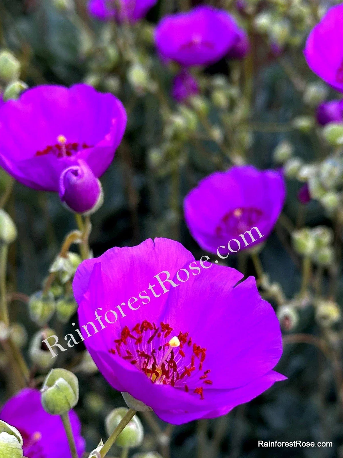Purple Calandrinia Cuttings - 10 Fast Growing Rock Purslane Cuttings - Calandrinia spectabilis for Propagation and Gardening