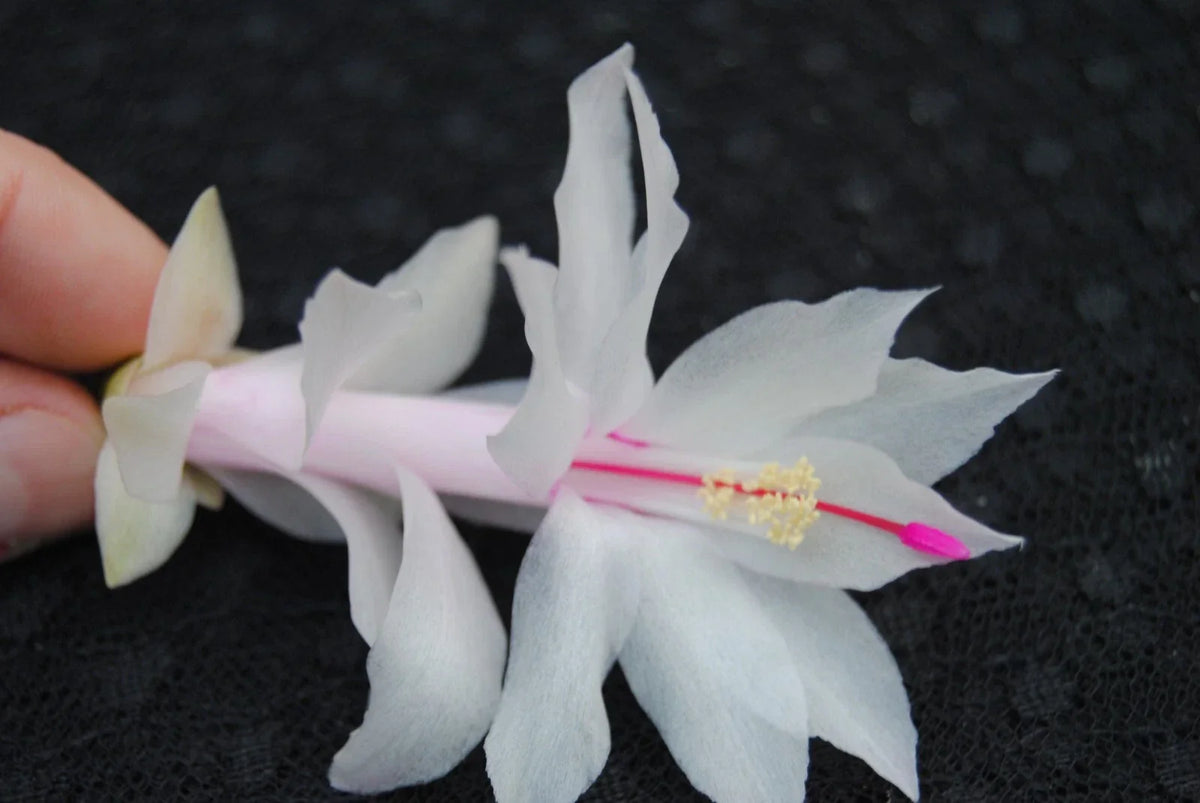 Christmas Cactus Starter Plant - Small Snow White - Schlumbergera Truncata - Healthy Well Rooted Plant for Home Decor