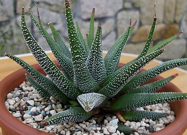 XL Potted Succulent Plant - Haworthia Attenuata var. Radula - 6" Diameter - Indoor Houseplant, Drought-Tolerant, Zebra Plant
