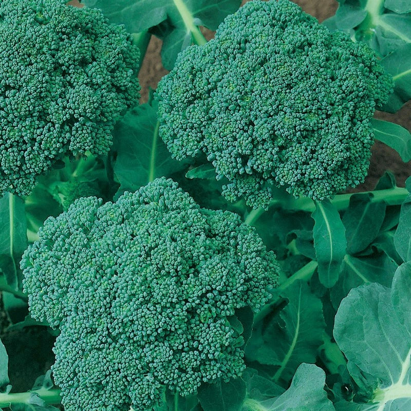 Calabrese Broccoli Seeds, NON-GMO Heirloom, Brassica oleracea var. italica, Cruciferous Vegetable for Home Gardening
