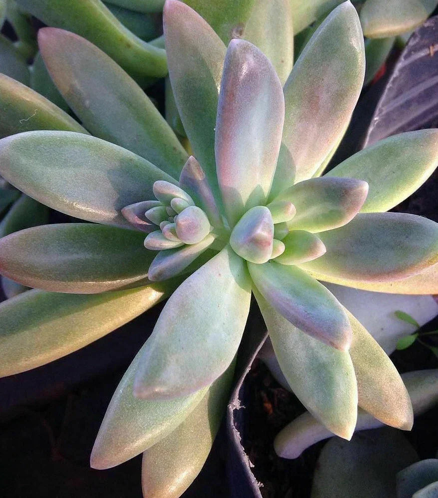 Unrooted Cuttings 10-Pack Pachyveria 'Blue Pearl' Succulent Plants for Floral Arrangements and Party Decor