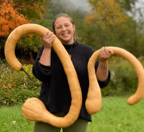 Trombone Squash Seeds - 20 Heirloom Tromboncino Seeds - Cucurbita moschata - Climbing Vine for Garden Planting
