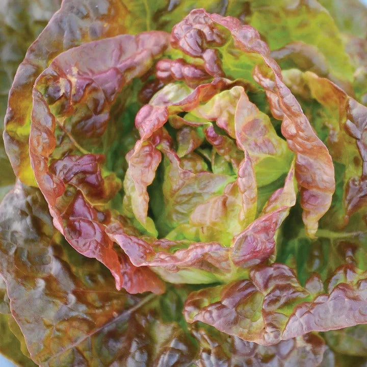 Bronze Mignonette Butterhead Lettuce Seeds - Heirloom Lactuca Sativa - Non-GMO Vegetable Seeds for 2025 Garden Planting