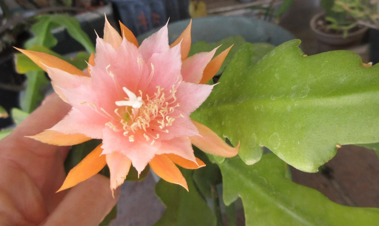 Epiphyllum 'Kaguyahame' Small Flower - 2 Rooted Stems - Rare Orchid Cactus Plant - Unique Houseplant - Epiphyllum spp.