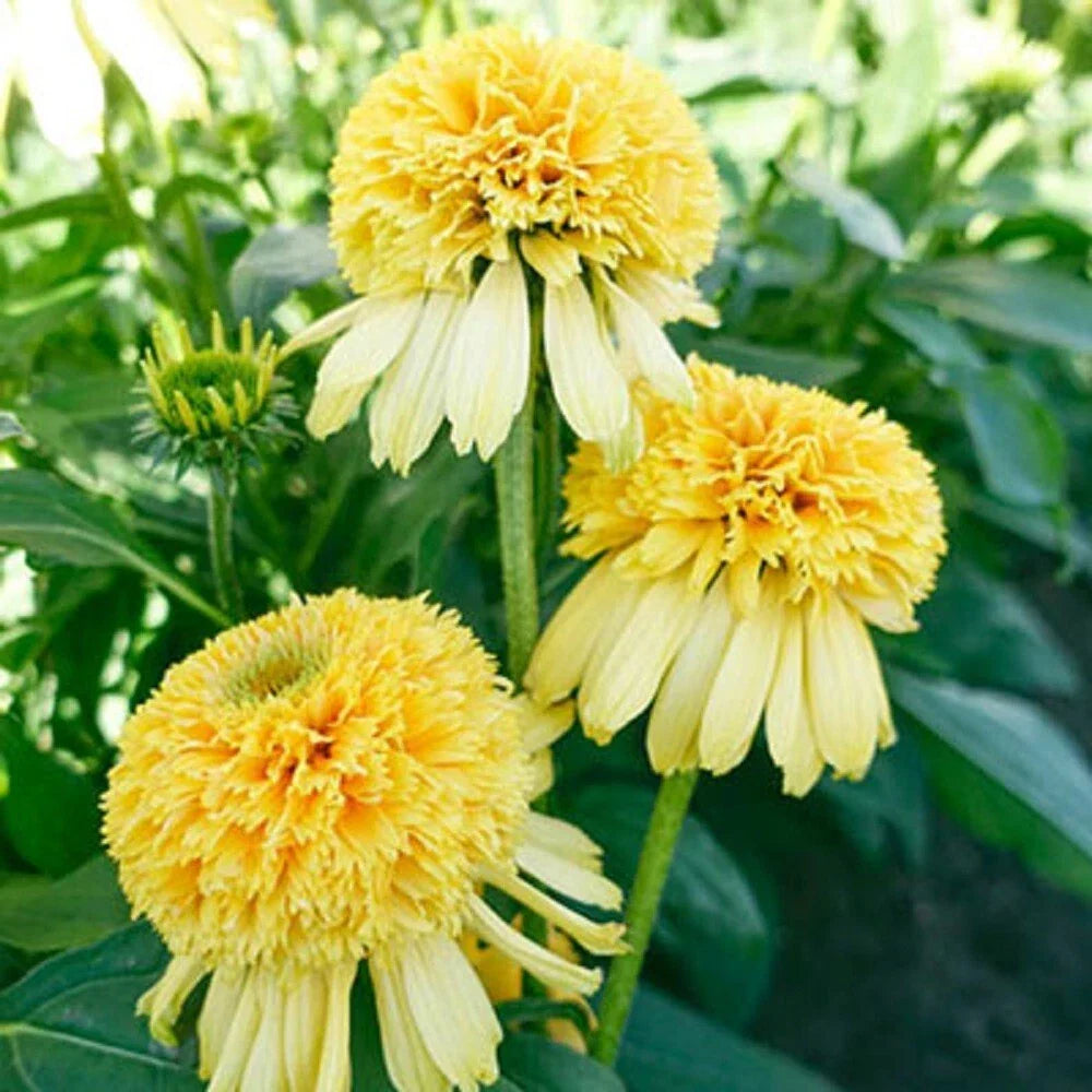 50 Lemon Drop Coneflower Seeds | Echinacea purpurea 'Lemon Drop' | Vibrant Yellow Perennial Flower Seeds | Non-GMO
