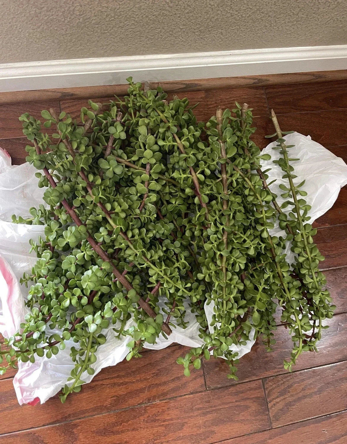 Large Portulacaria Afra Cuttings - Dwarf Jade Succulent - 100 Healthy Cuttings for Planting and Propagation - Elephant Bush