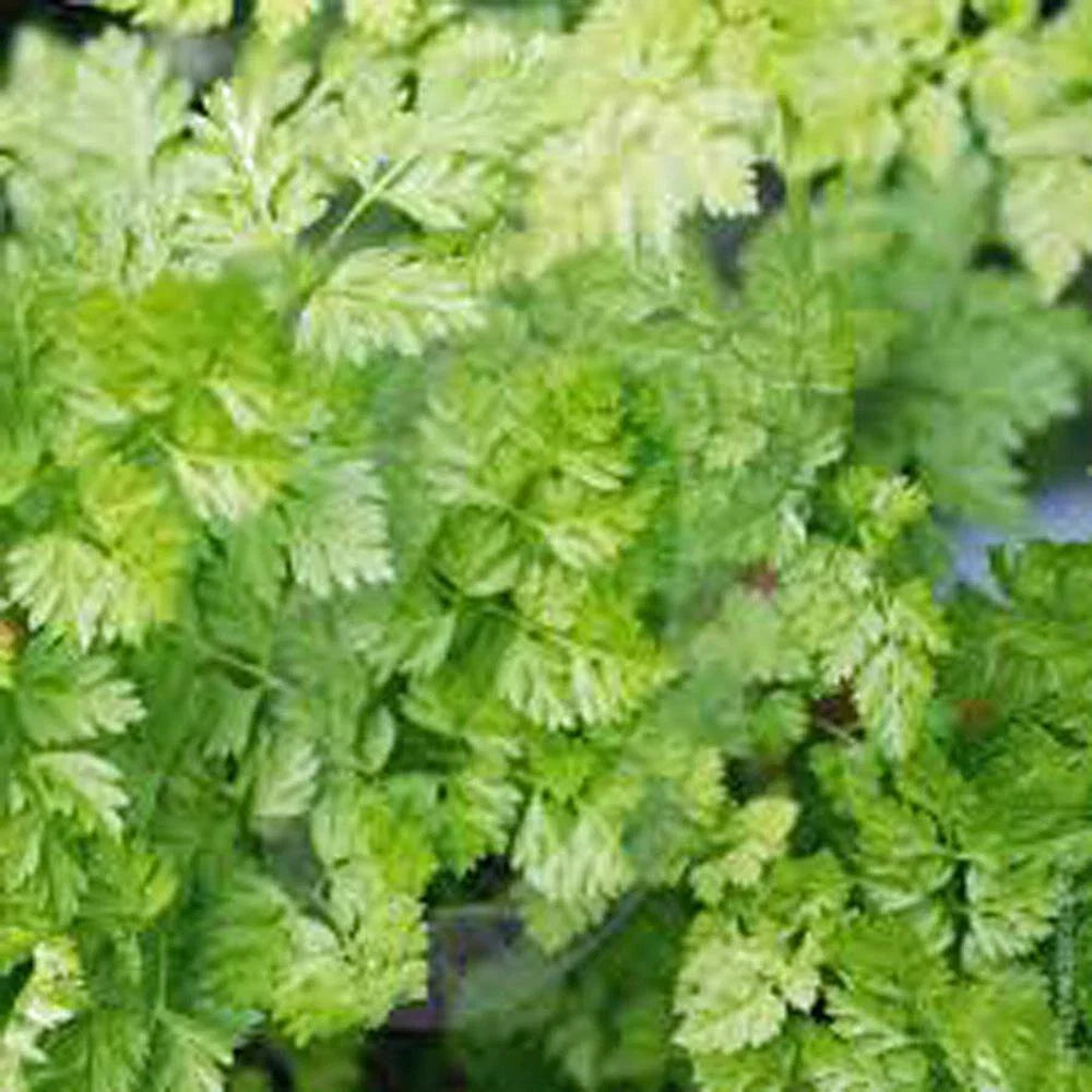 Chervil Seeds, 1000+ Heirloom NON-GMO, Culinary Herb, Anthriscus cerefolium