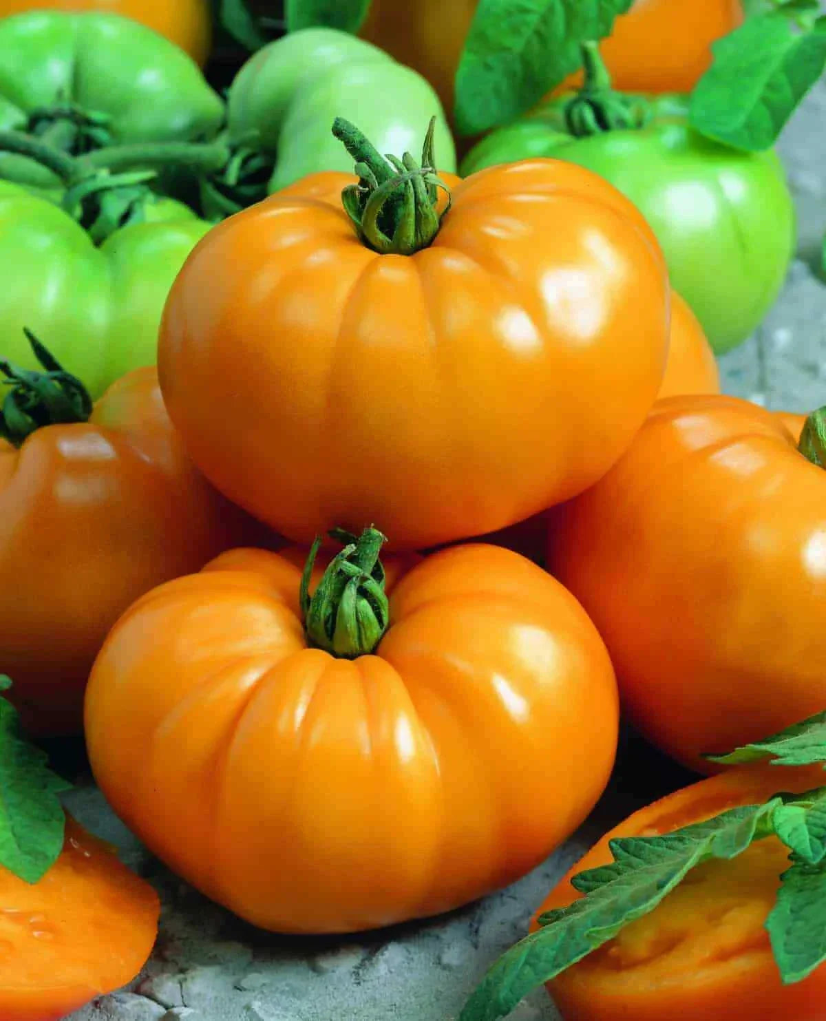 Tomato Slicer Seeds 1000 Count Chef's Choice Yellow Solanum lycopersicum - Beefsteak, Sweet Flavor, Disease Resistant
