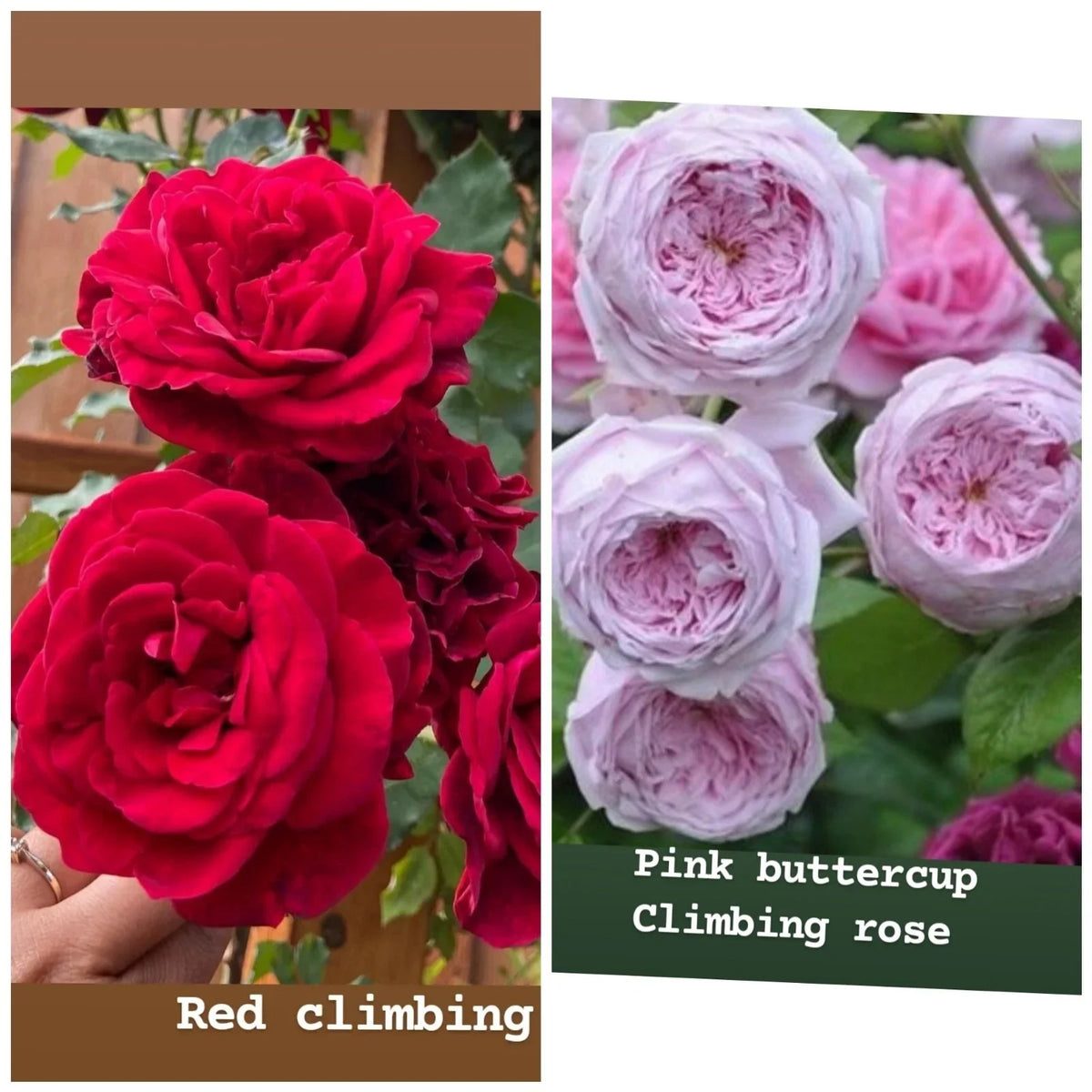 Rose Cuttings Mix - Unrooted Fresh Cuttings 5-8" Long for Planting - Rosa spp. Variety for Easy Propagation and Vibrant Blooms