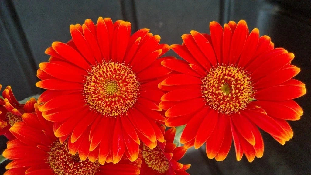 Gerbera Daisy Seeds - 200+ Bulk Pack - Red & Yellow - Gerbera jamesonii - Easy to Grow for Garden Planting - USA
