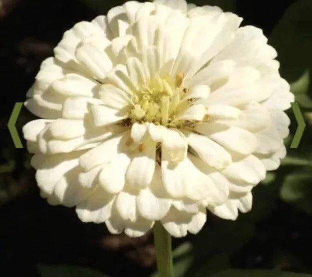White Zinnia Seeds - Polar Bear Variety - 500+ Seeds - Zinnia elegans - Non-GMO, Easy to Grow, Ideal for Summer Gardens