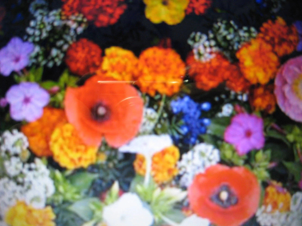 Wildflower Seed Mix 1 oz Glorious Color Blend Dryland Wildflowers Native Pollinator Seeds Various