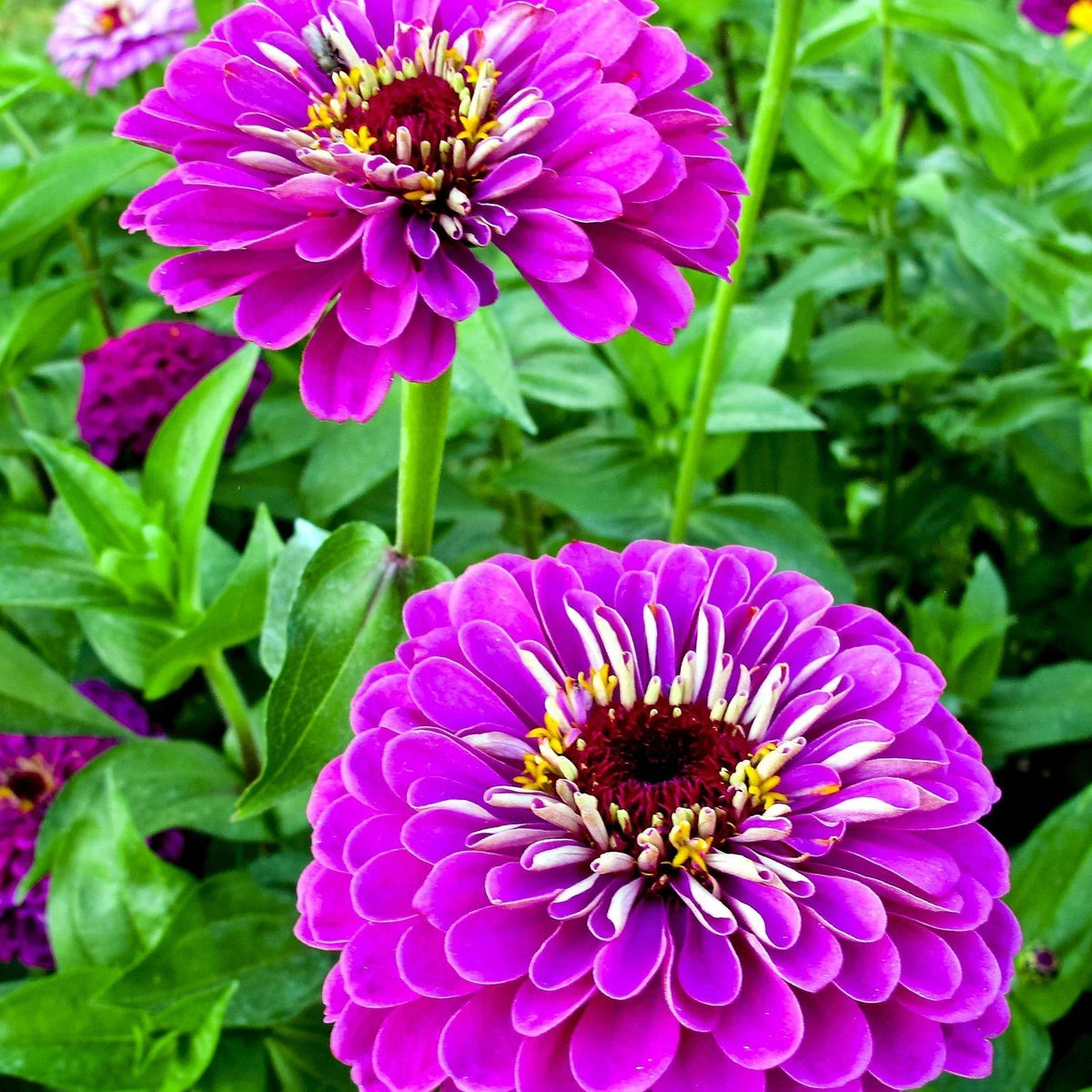 Zinnia Seeds 100+ Count Purple Flower Mix, Lavender Elegans Annual, USA Grown, Attracts Pollinators