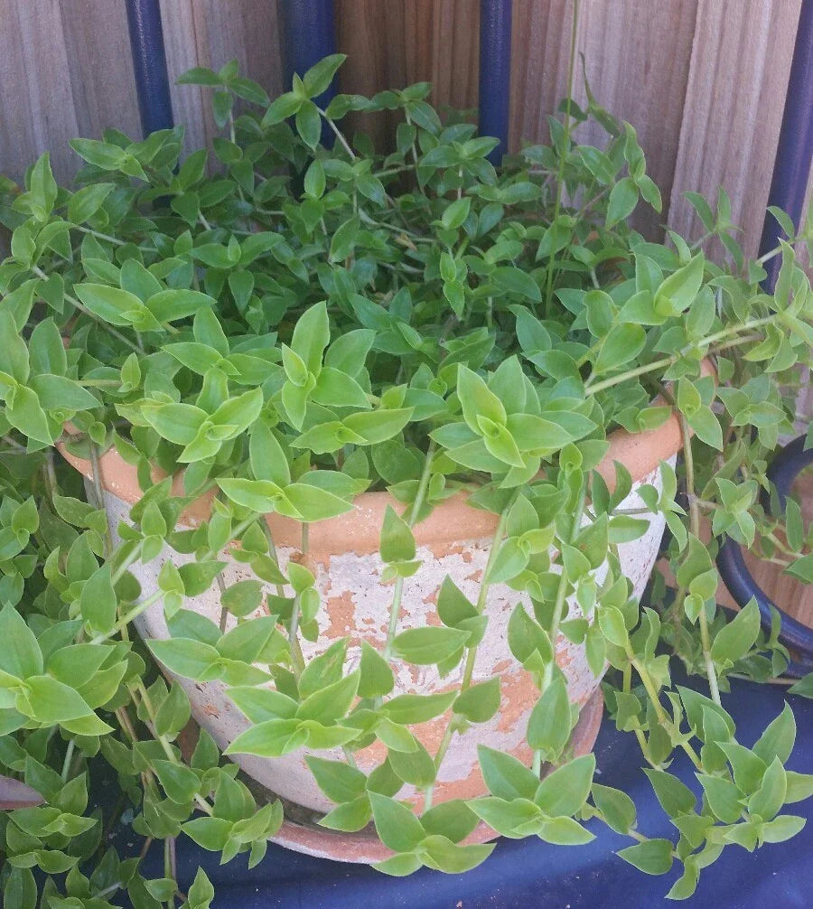 Callisia Cordifolia Plant | 4-Inch Pot | Green Trailing Wandering Jew | Easy Care Indoor Houseplant